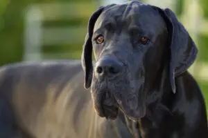 Petland Florida picture of a Great Dane looking at the camera.