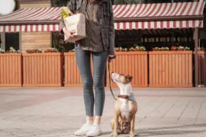 Where to Shop: 27 Stores That Are Pet Friendly