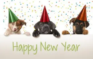 6 Puppy New Year’s Resolutions
