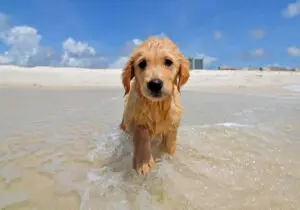 Keep Your Puppy Cool This Summer!