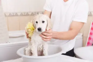 A Guide to Puppy Baths 101