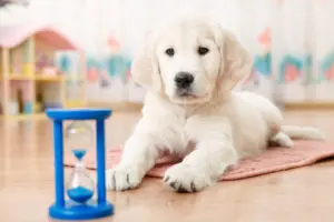 5 Things You Must Teach Your New Puppy