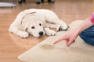 How to House Train Your Puppy in 7 Days
