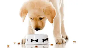 Choosing the Right Food for your Puppy