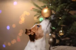 Holiday Hazards For Your Pets
