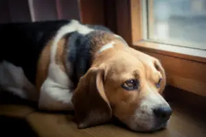 4 Signs You Might Be Stressing Out Your Puppy