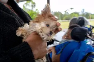 Petland Brings Puppies to Ann Storck Center