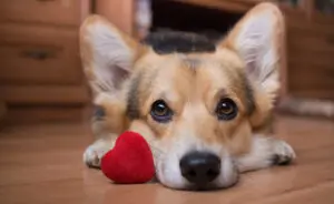 Celebrate Valentine’s Day With Your Puppy