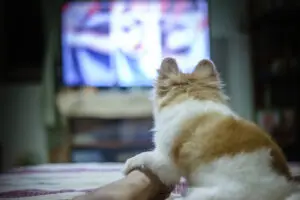 How Watching TV Can Benefit Your Puppy