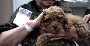 Petland Puppies Visit Adult Center