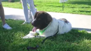 Petland Florida Participates in Walkathon
