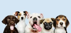 10 Puppy Breeds That Don’t Shed