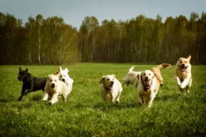 5 Best Puppy Breeds for Runners and Active People