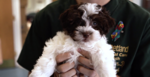Petland Goes to Senior Community Center