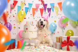 How To Make A Birthday Cake For Your Puppy