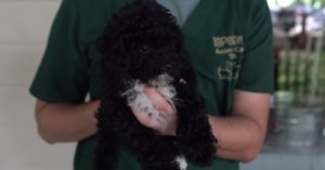 Petland Puppies Joins Chambers Lunch