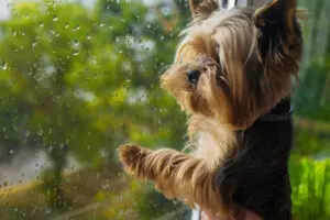 6 Hurricane Safety Tips for Your Puppy