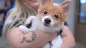 Petland Florida With Puppies to Adult Day Care