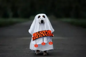 10 Hilarious Halloween Costumes For Your Puppy