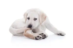 Why Puppies Chase Their Tails