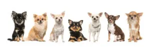 10 Things You Should Know About the Chihuahua