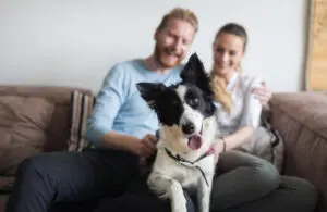 How To Be A Responsible Pet Owner