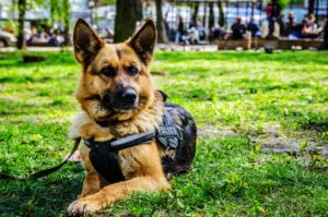 5 Inspiring K-9s for K-9 Veterans Day