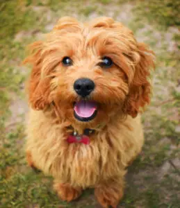 Cavapoo: A Puppy You’ll Forever Love
