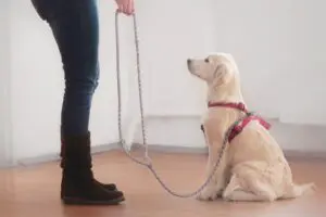 How To Teach Your Dog To Recognize Their Name