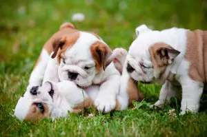 How to Train Your Puppy to Stop Biting