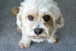 Cavachon: A Puppy You’ll Forever Love