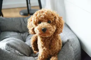Toy Poodle: A Puppy You’ll Forever Love