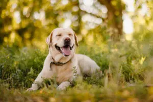 Labrador Retriever: A Puppy You’ll Forever Love