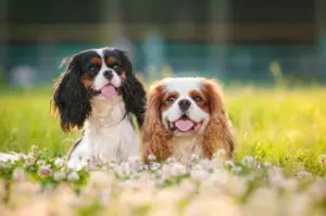 5 Best Dog Breeds That Don’t Bark