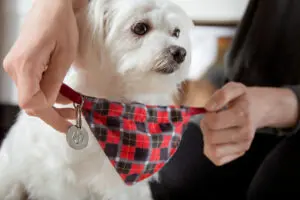 How to Pick A Name For Your New Puppy
