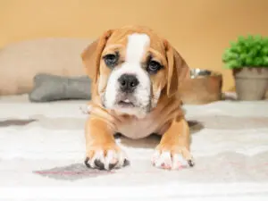 Beabull: A Puppy You’ll Forever Love