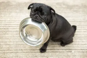 How To Train Your Puppies To Eat Solid Food
