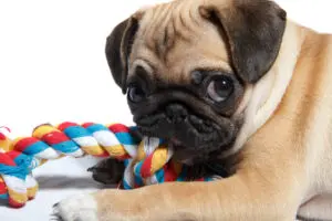 Puppy Teeth Stages: What You Need to Know
