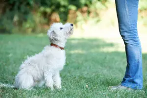 The Pros and Cons of Dog Training Classes