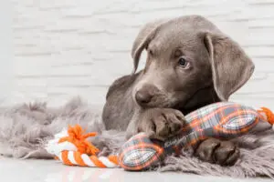 10 Best Toys for Teething Puppies