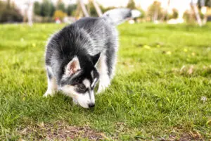 How to Stop Your Puppy’s Territory Marking