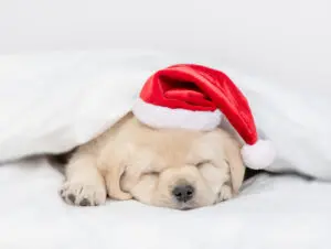 Holiday Fun for Your New Puppy