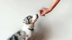 How to Use Treats as Positive Reinforcement