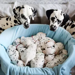 Things to Know Before Buying a Puppy from a Private Seller