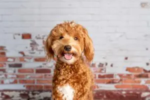 Goldendoodle: A Puppy You’ll Forever Love