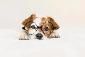 How Do Puppies See the World?