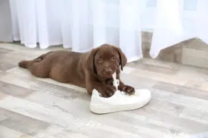 How to Correct 4 Common Puppy Behavior Problems