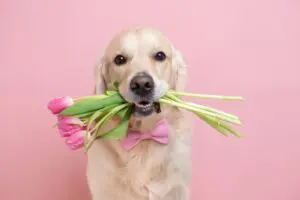 Happy Mother’s Day from Petland Florida