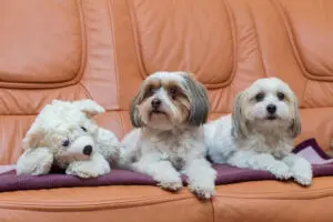 8 Best Indoor Dog Breeds