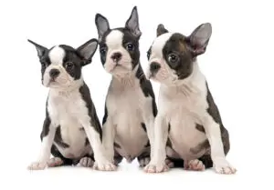 Boston Terrier: A Puppy You’ll Forever Love